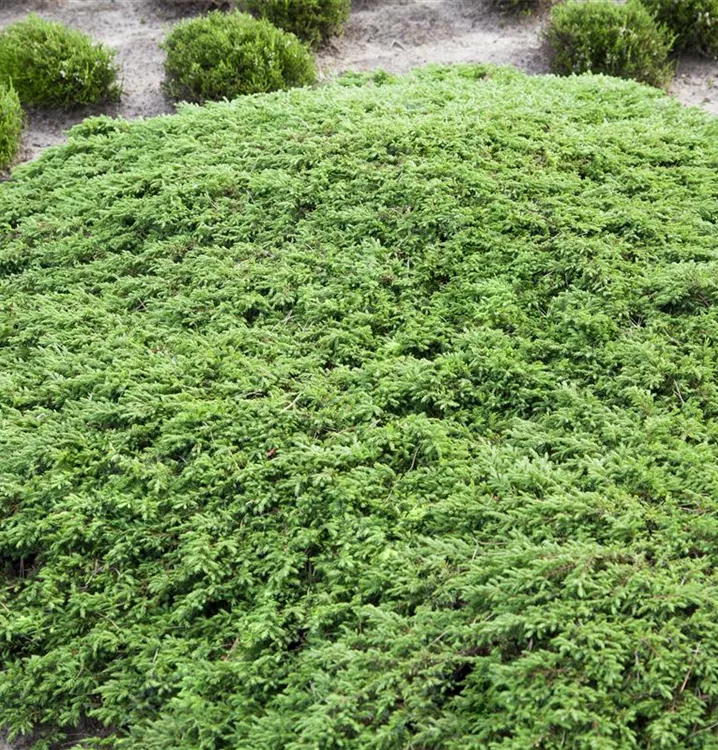 Kriechwacholder 'Green Carpet'