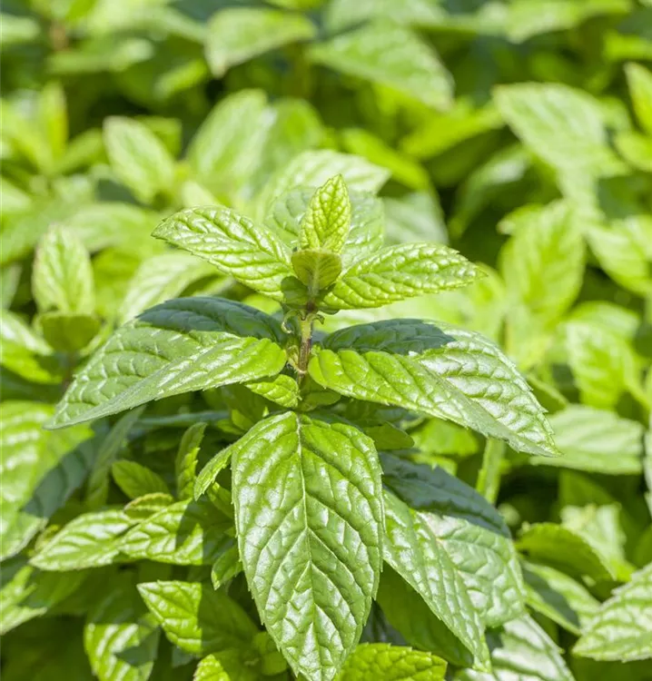 Türkische Minze 'Nane'