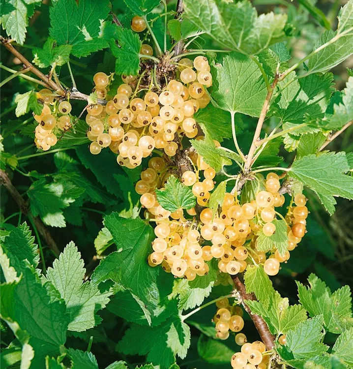 Johannisbeere, weißfrüchtig