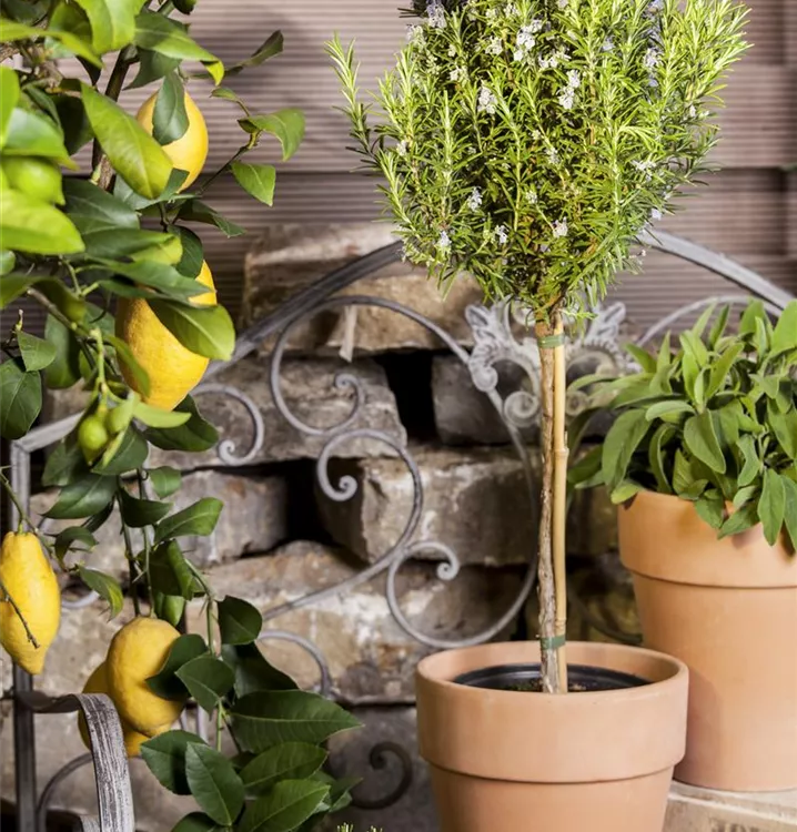 Mediterrane Pflanzen